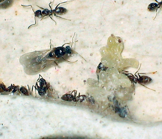 Colonia Linepithema humile (machos!)