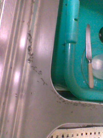 Linepithema en la cocina 3