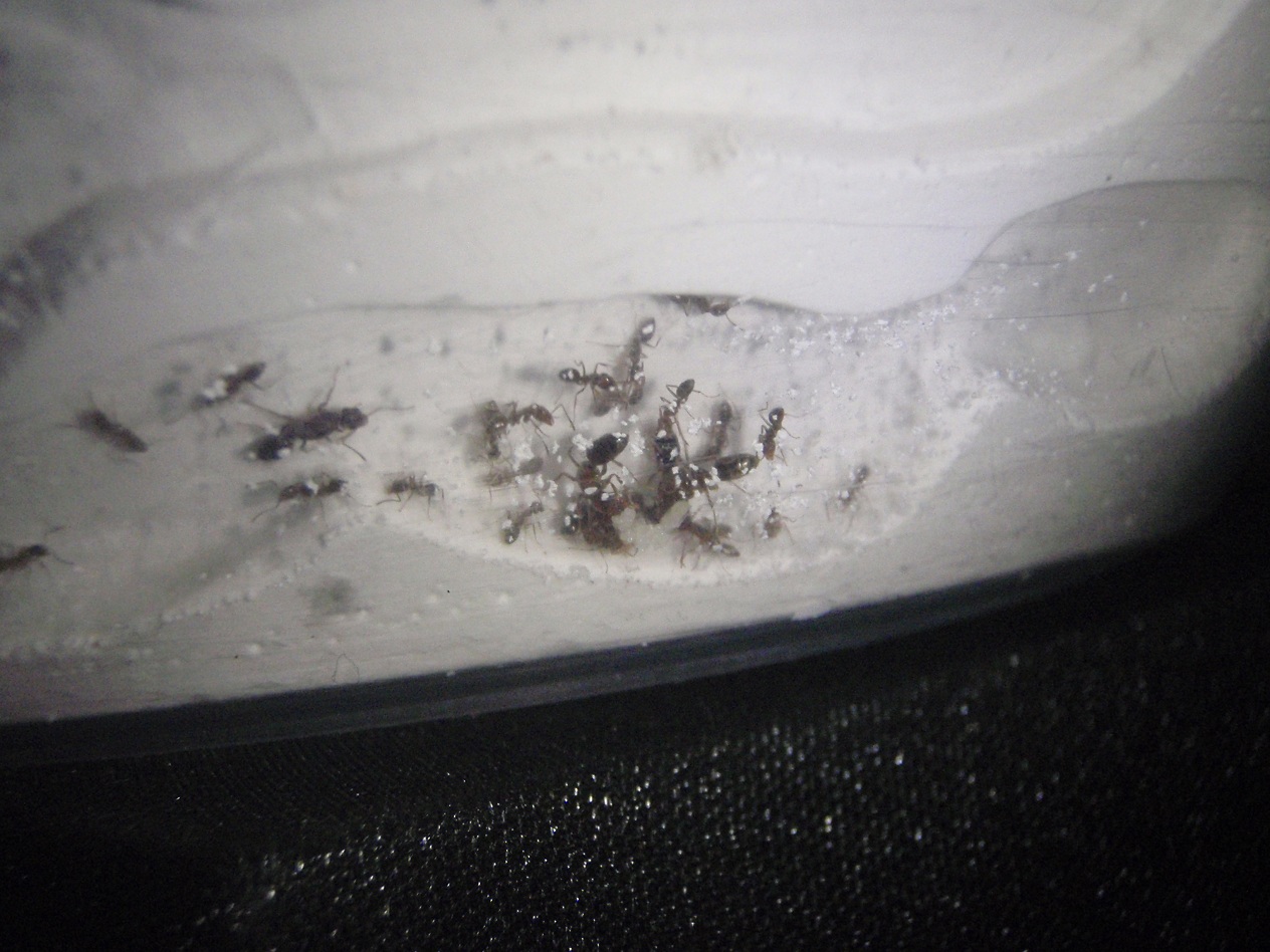 Linepithema Humile3