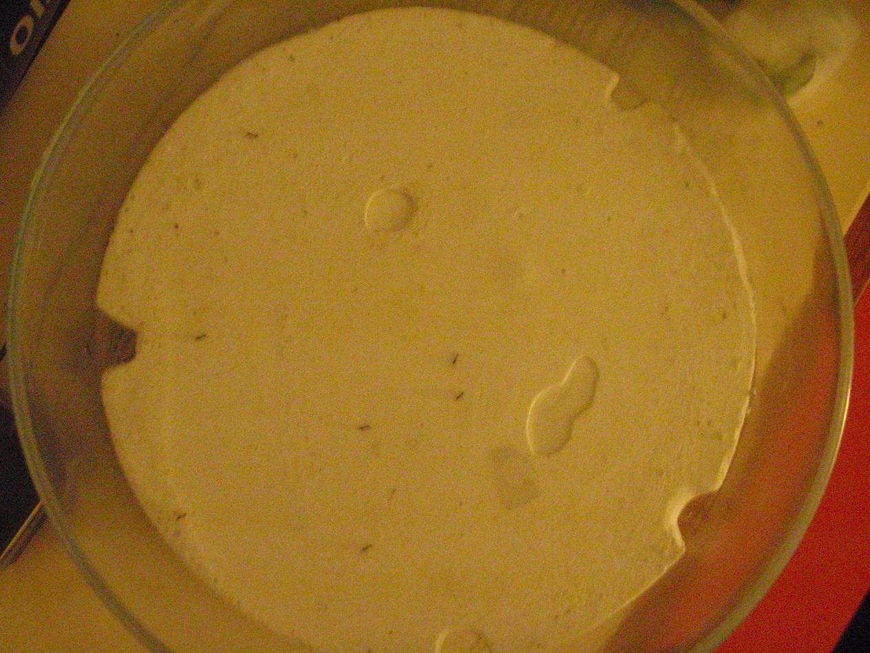Linepithema Humile4