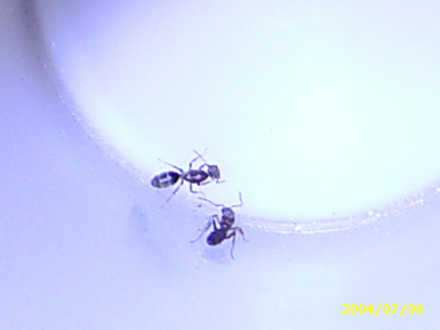 Hormigas