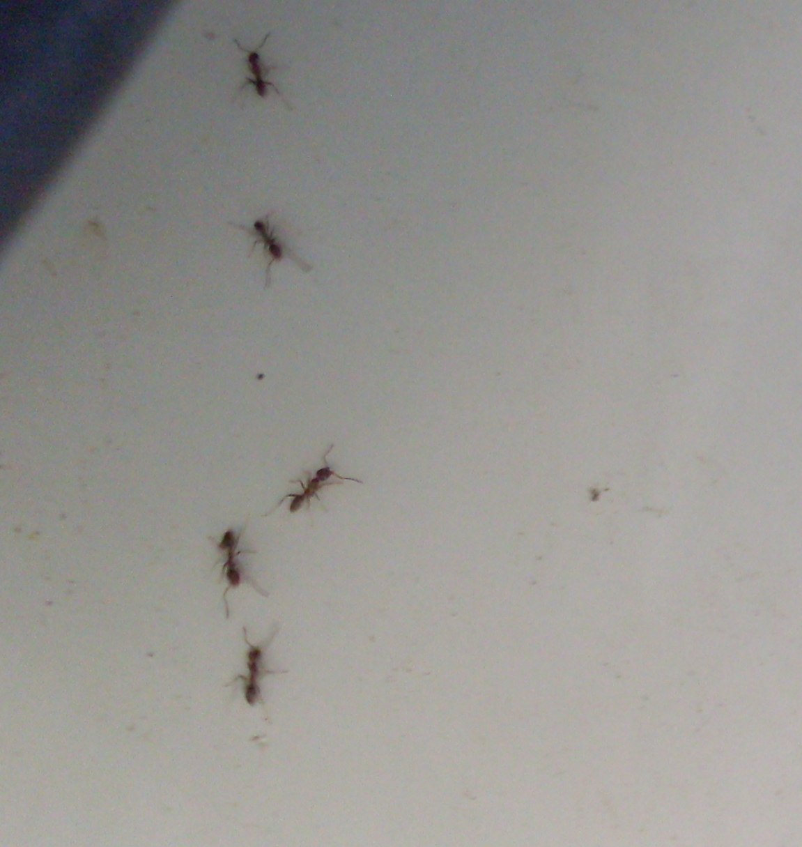 !Las hormigas de mi casa