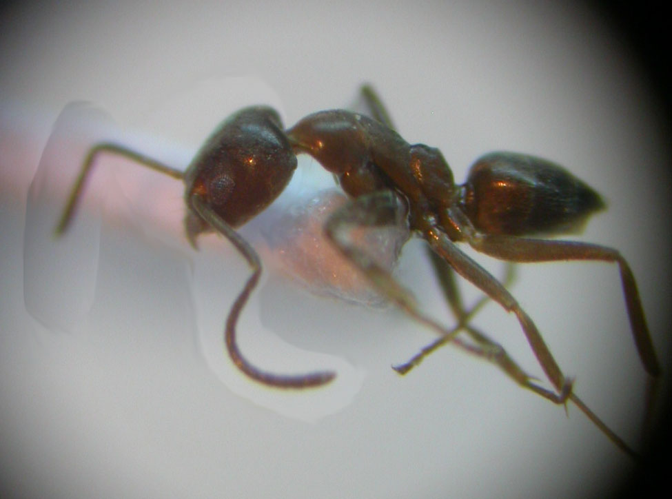 Linephitema humile?