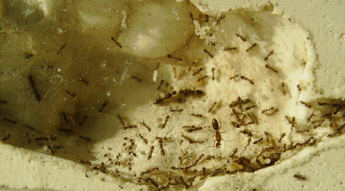 Linepithema