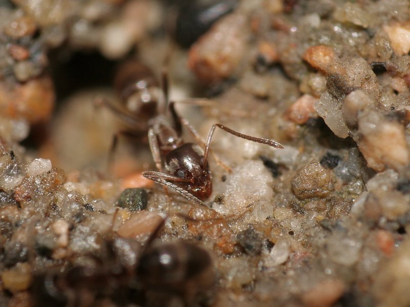 Argentinas (Linepithema humile)