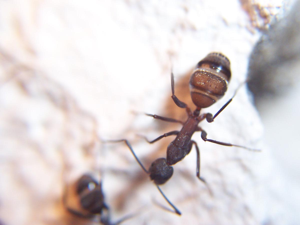 Camponotus en cambio de hormiguero