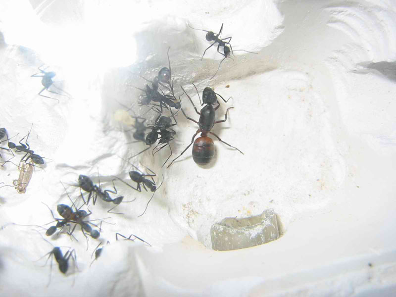 cc2