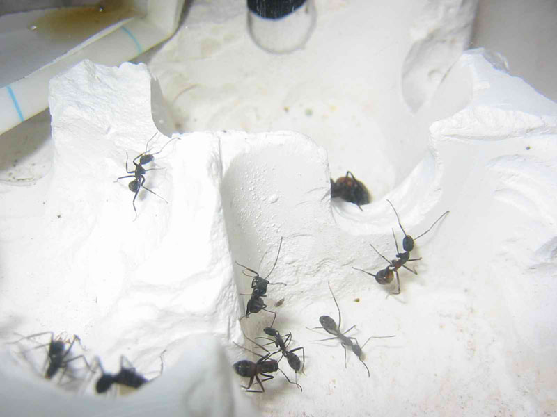 cc4