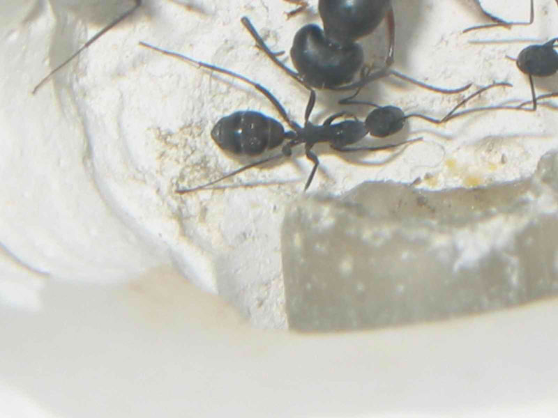 cc6
