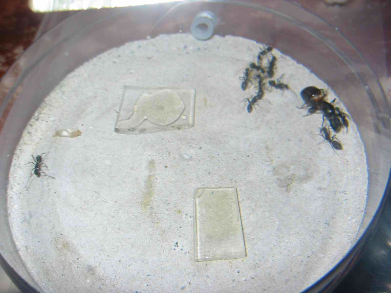 camponotus cruentatus nuevas