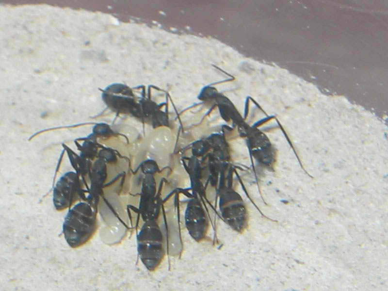 camponotus cruentatus nuevas