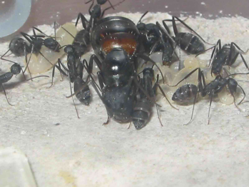 camponotus cruentatus nuevas
