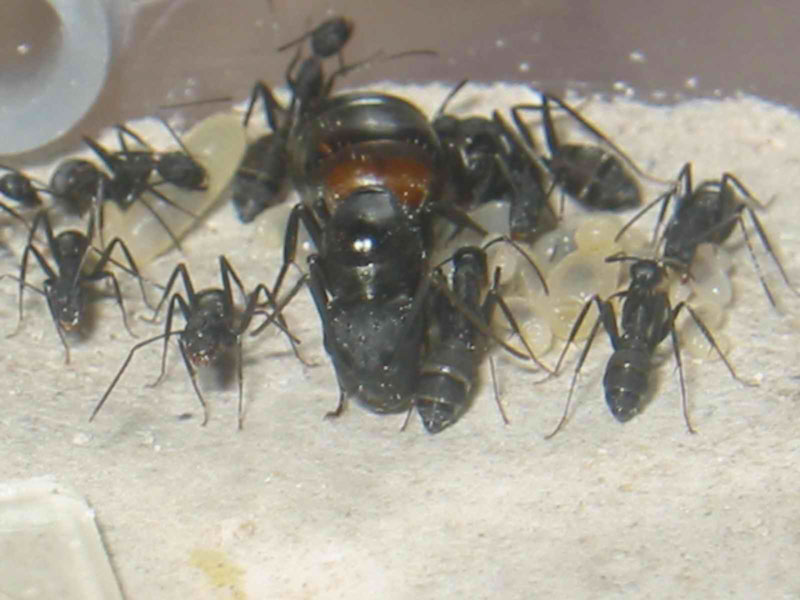 camponotus cruentatus nuevas