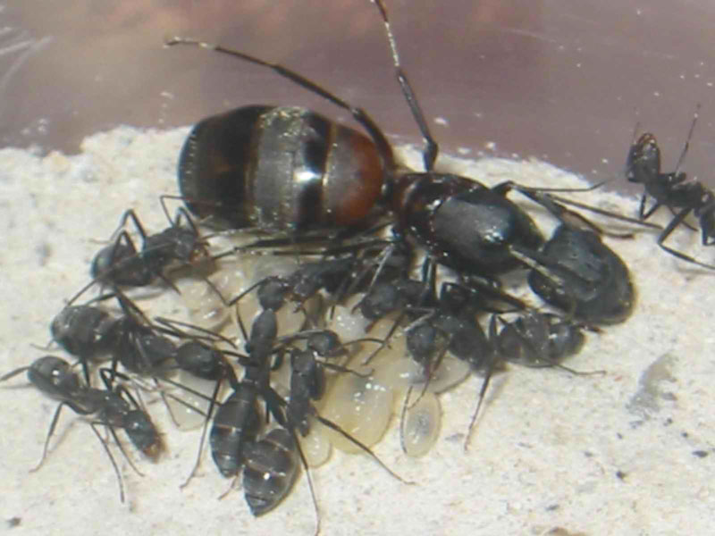 camponotus cruentatus nuevas