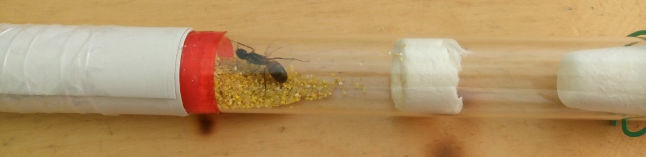 Camponotus Cuentatus en tubo
