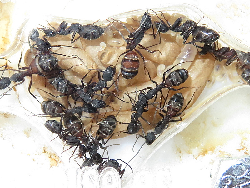 Camponotus cruentatus