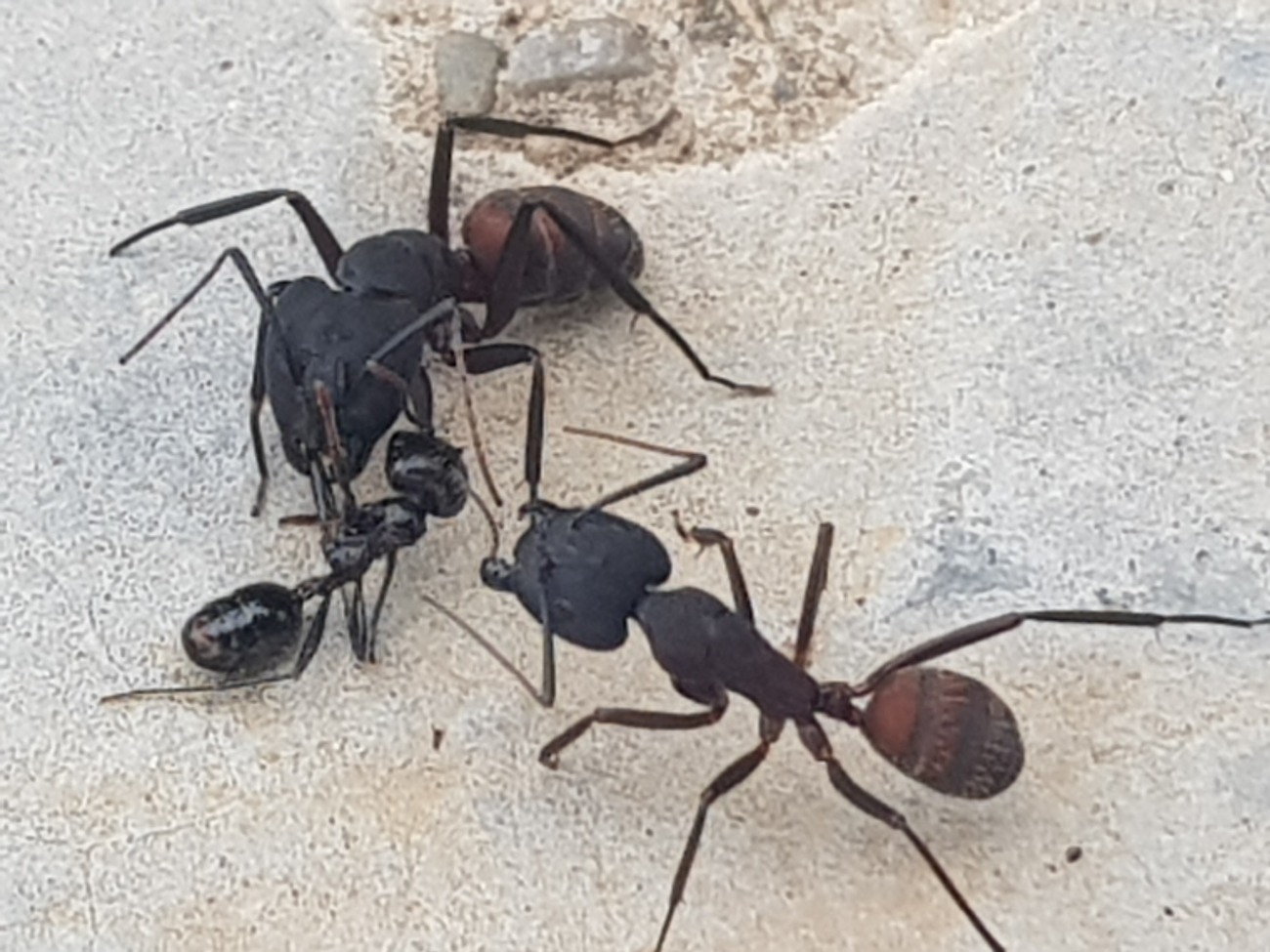 Camponotus cruenratus