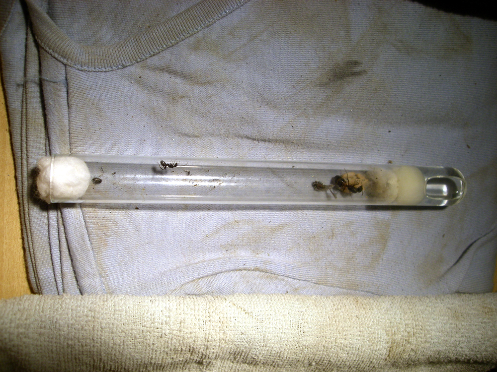 minicolonia cruentatus 3