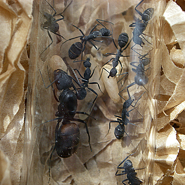 minicolonia camponotus 4