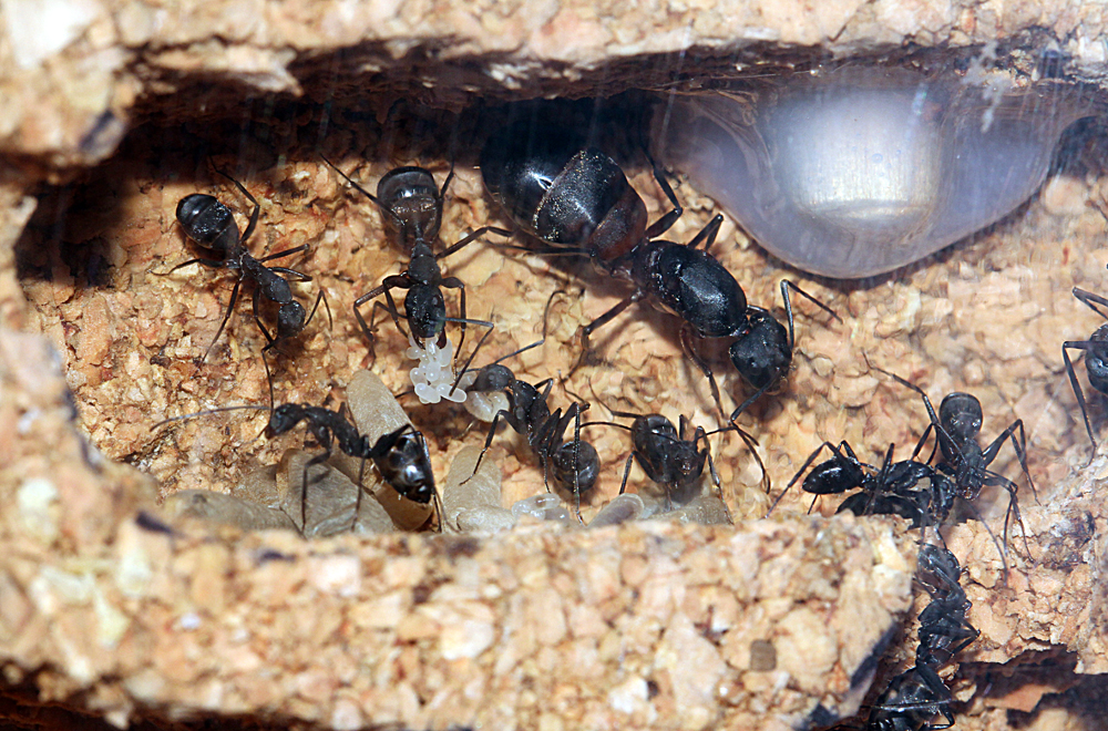 Camponotus Cruentatus