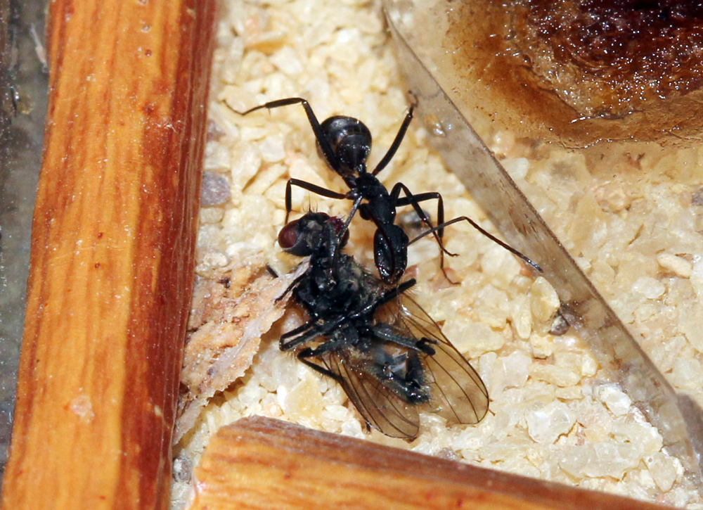 Camponotus Cruentatus