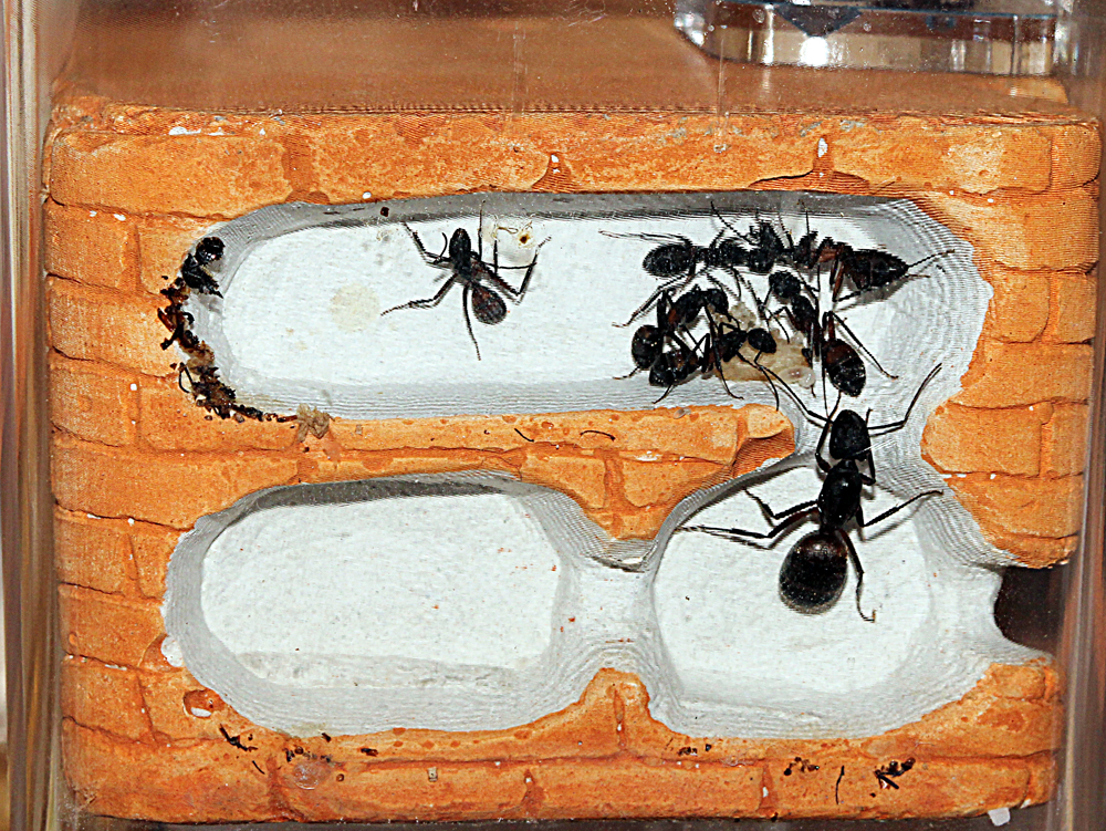 Experimento Camponotus Cruentatus