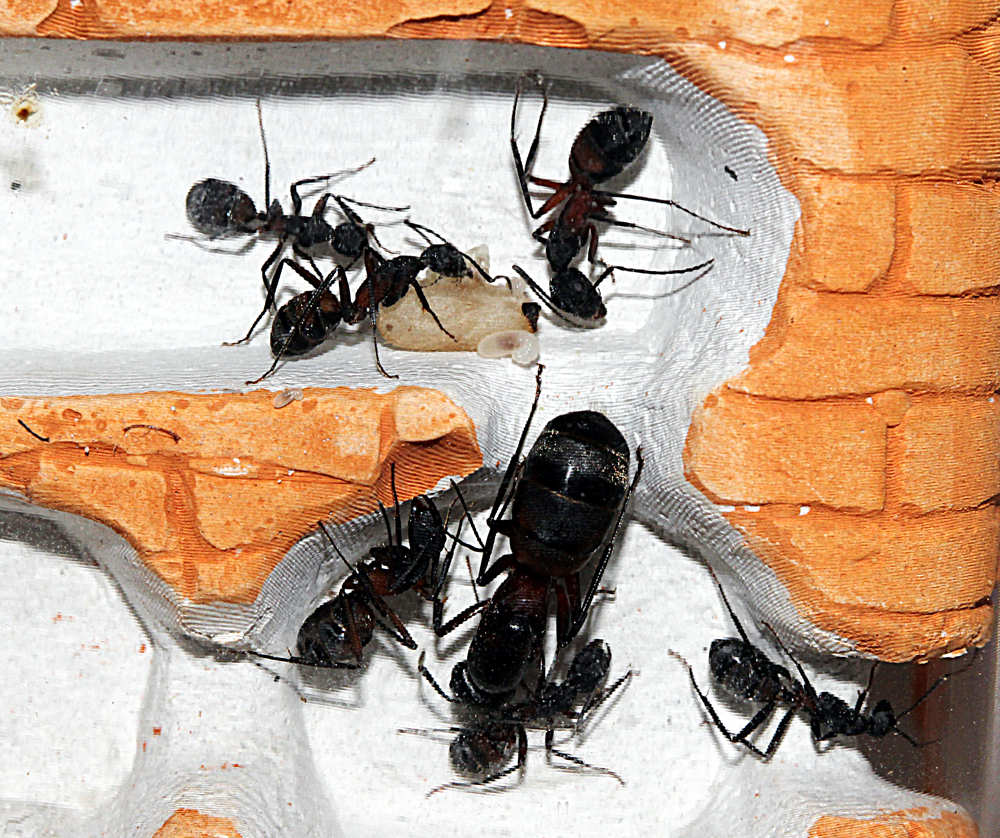 Experimento Camponotus Cruentatus