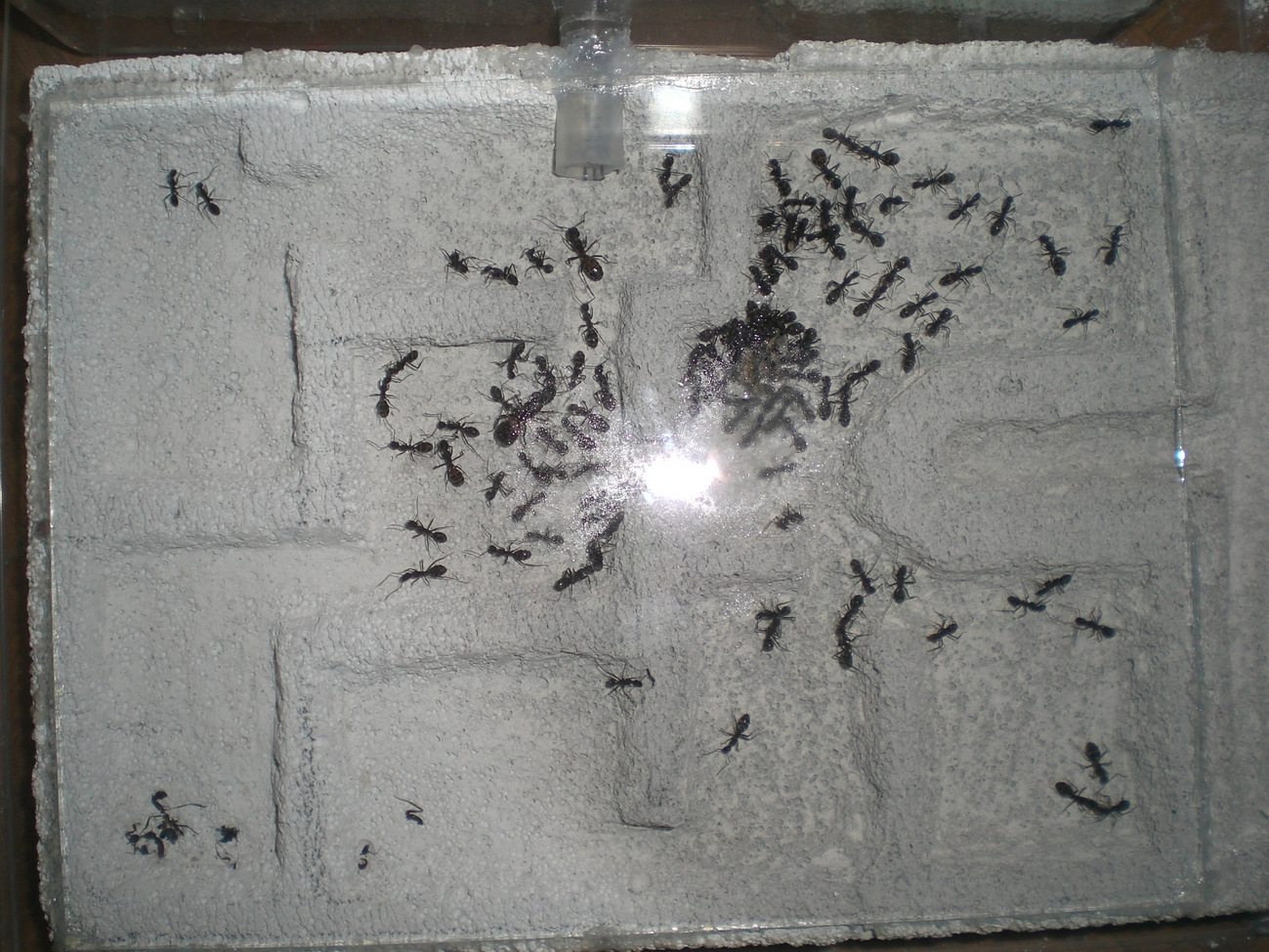 cruentatus en ytong