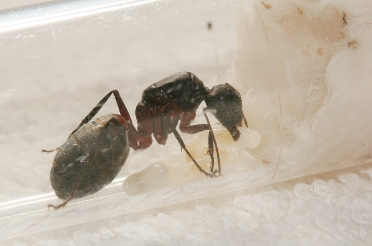 Camponotus Cruentatus