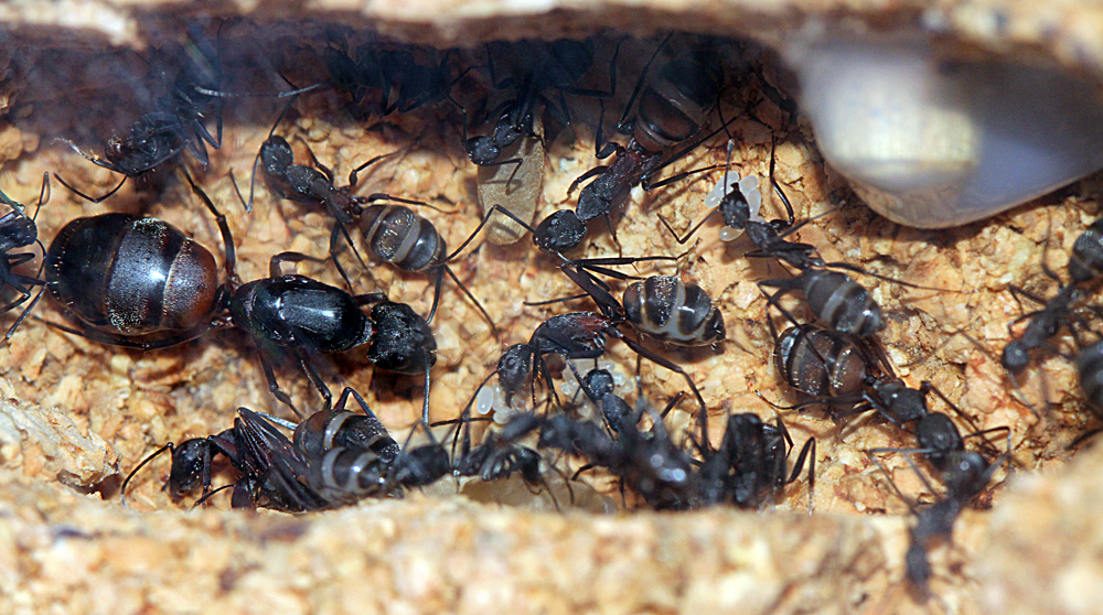 Camponotus Cruentatus en corcho