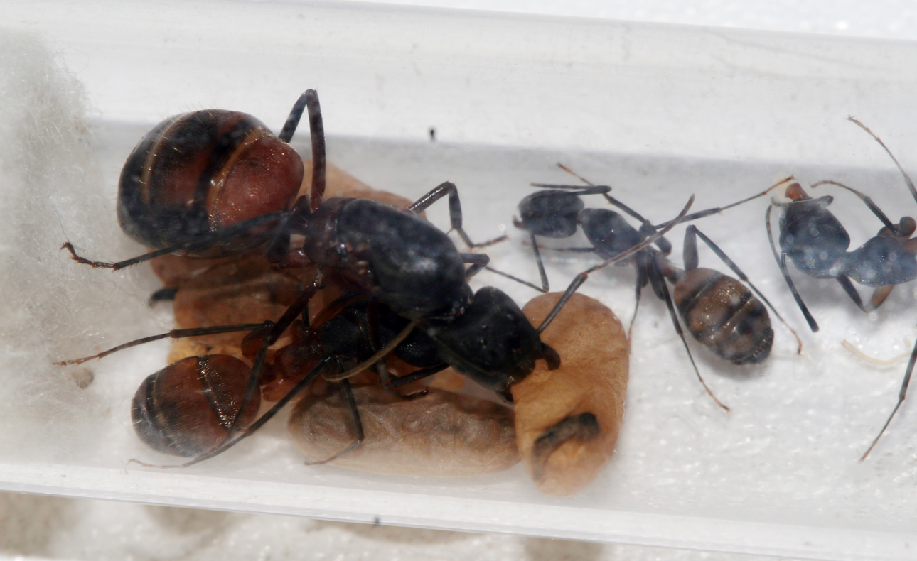 Camponotus Cruentanus Ronda
