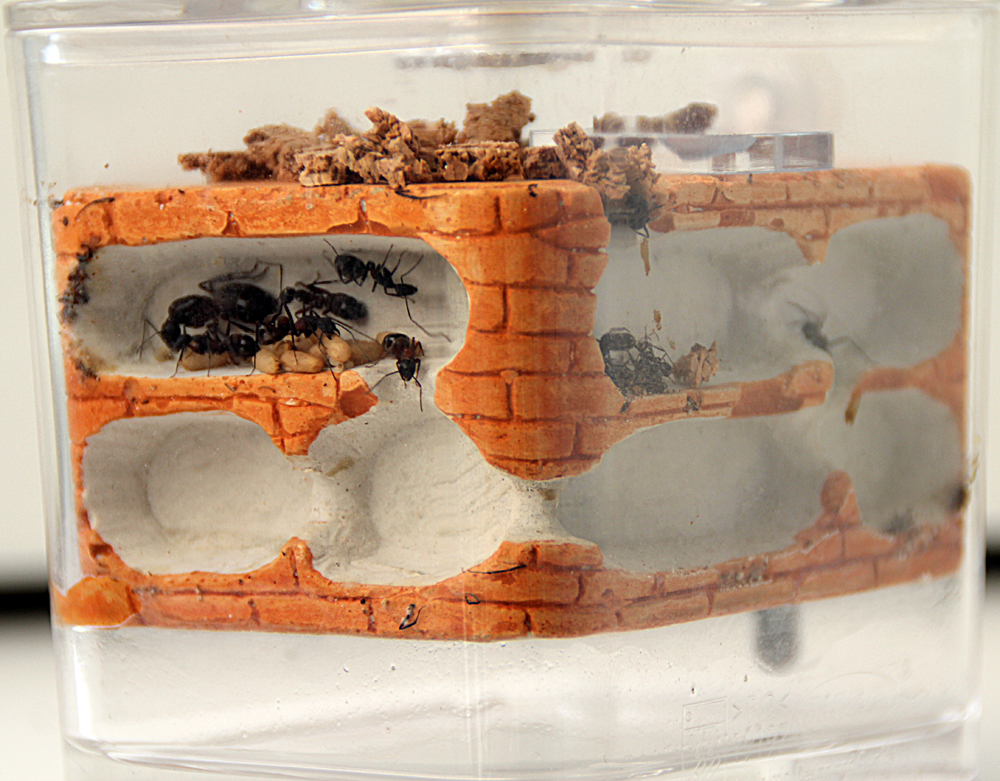 Camponotus Cruentatus con adoptadas