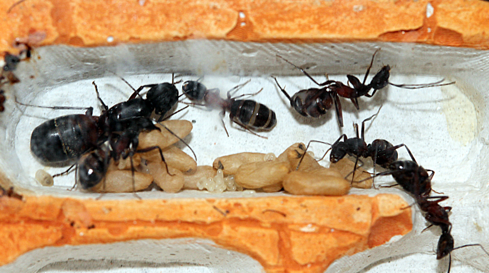 Camponotus Cruentatus con adoptadas