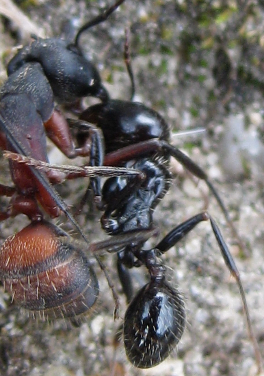 Camponotus cruentatus Vs. Messor barbarus 2