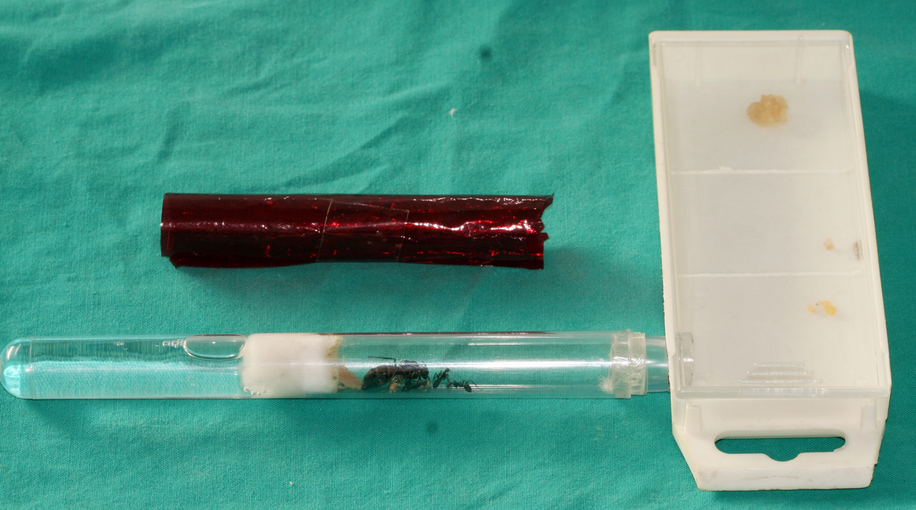 Camponotus