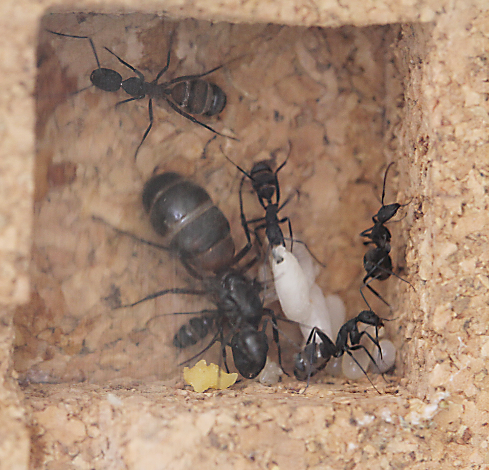 Camponotus Cruentatus
