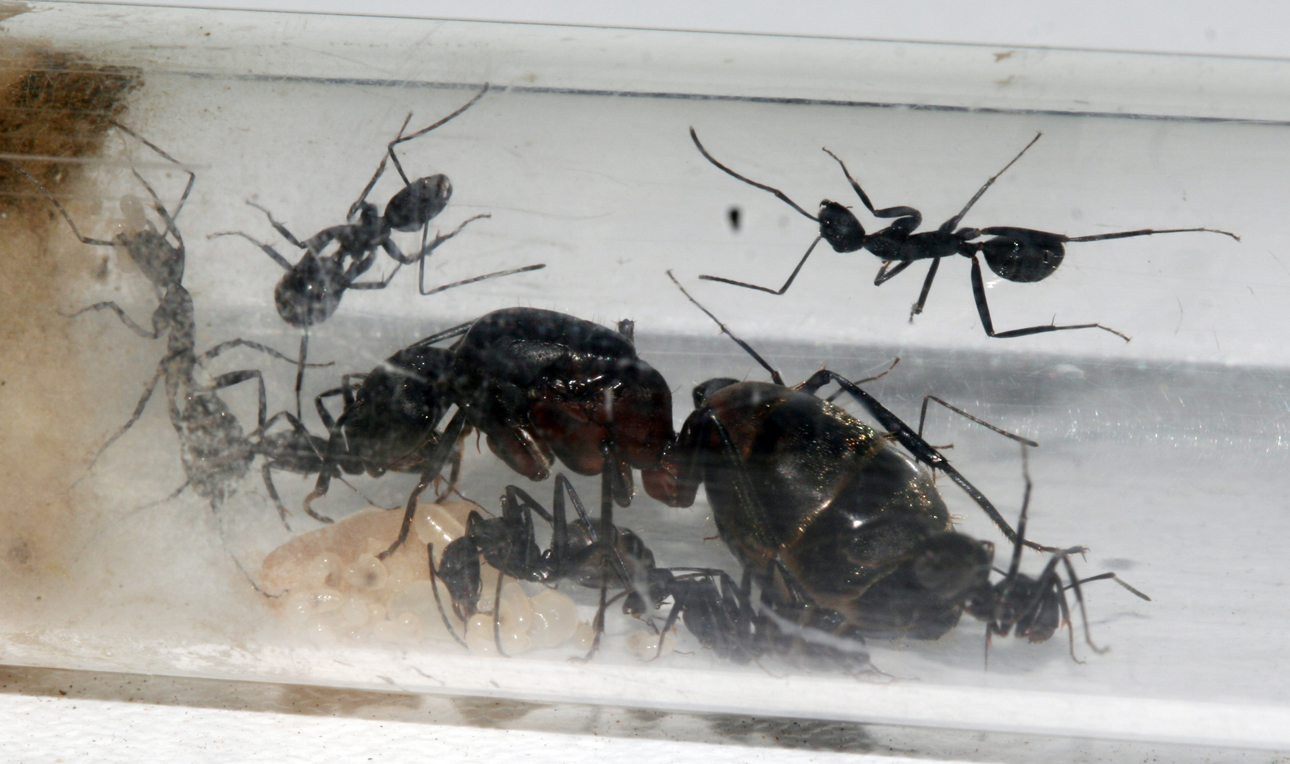 Camponotus Cruentatus