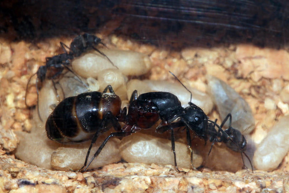 Camponotus Cruentatus 2011