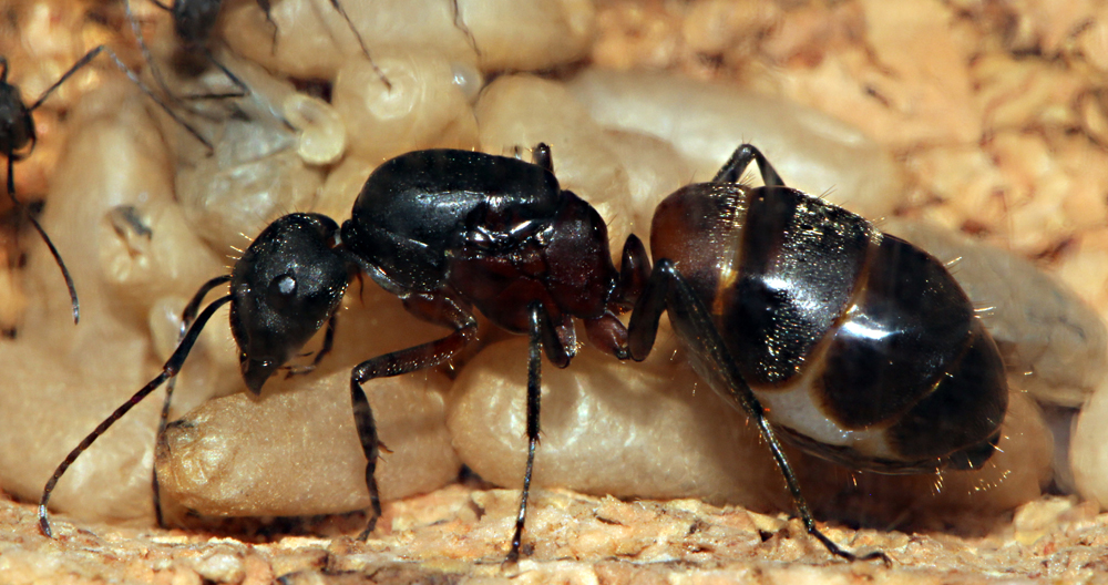 Camponotus Cruentatus 2011