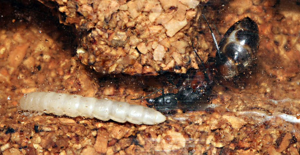 Camponotus Cruentatus 2011
