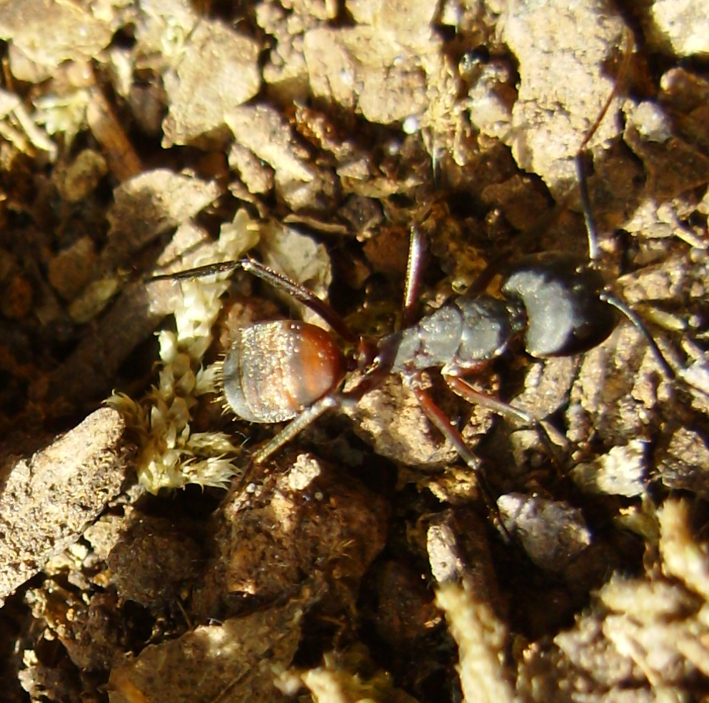 Camponotus Cruentatus