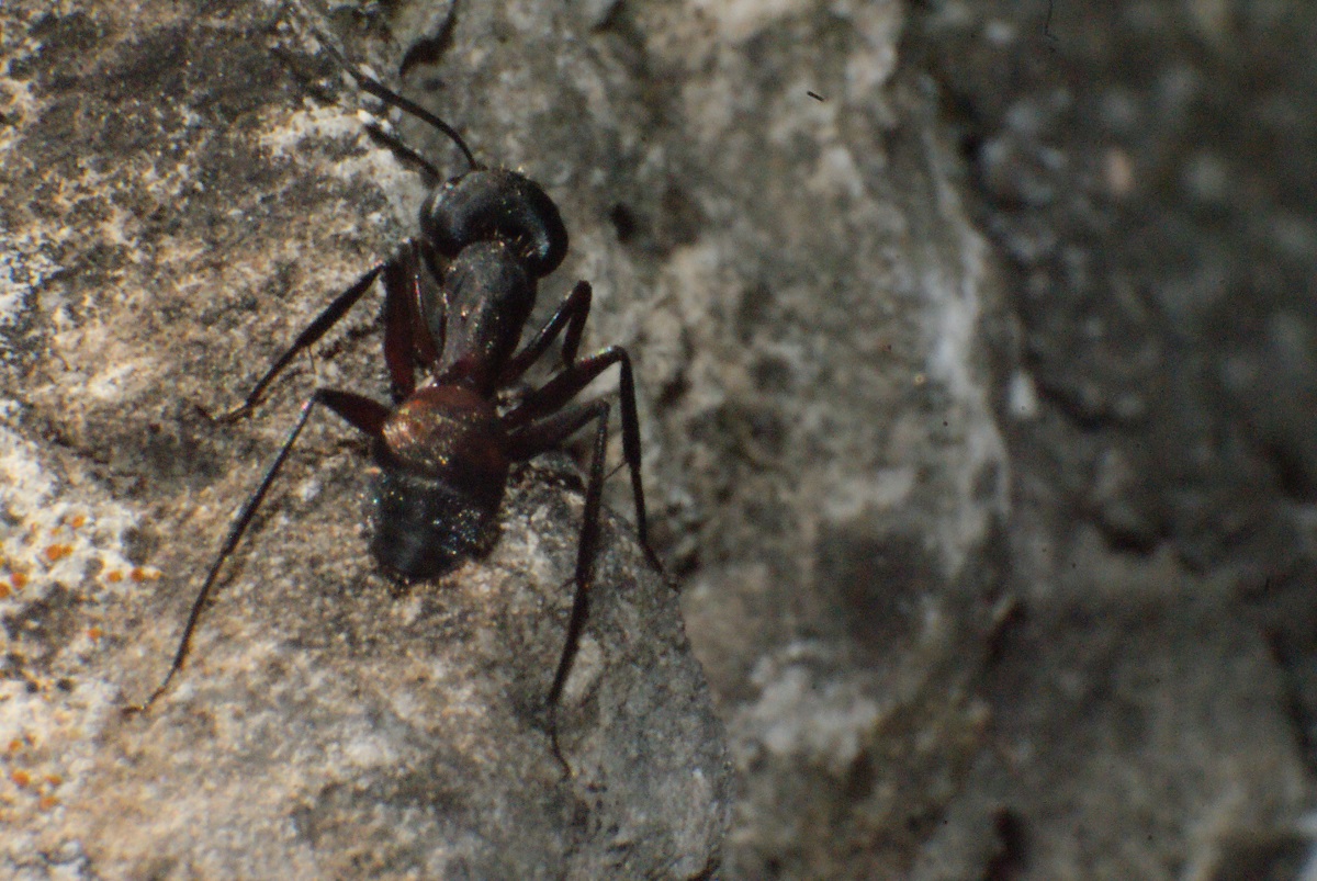 Camponotus Cruentatus+anillo inversor