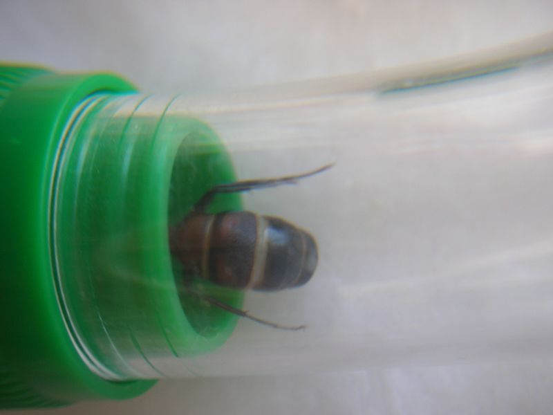 Camponotus culo Forrest
