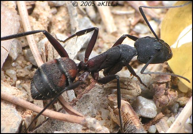 Camponotus cruentatus