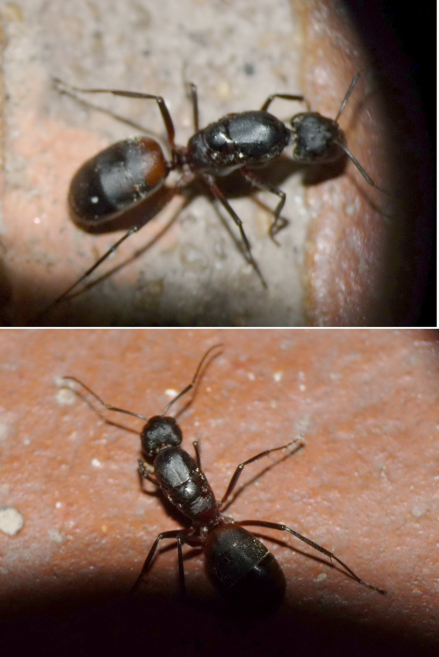 Camponotus cruentatus (reina)