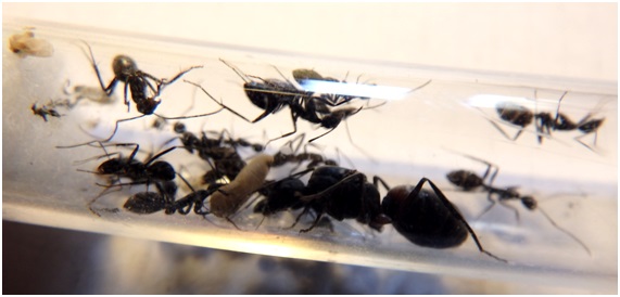 Camponotus cruentatus (Mirm&co)