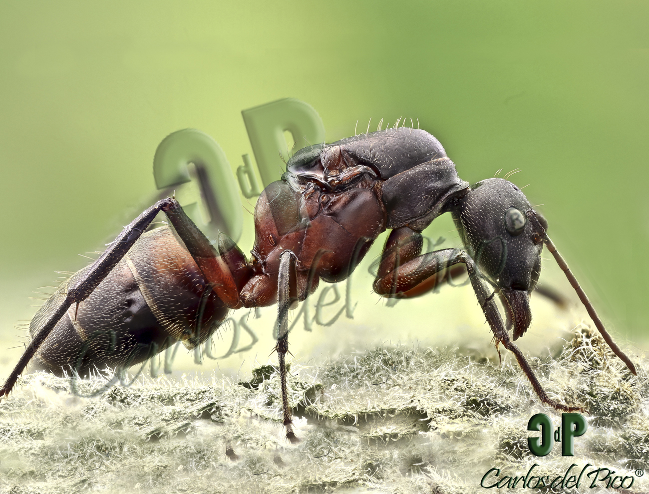 Camponotus cruentatus con marca de agua