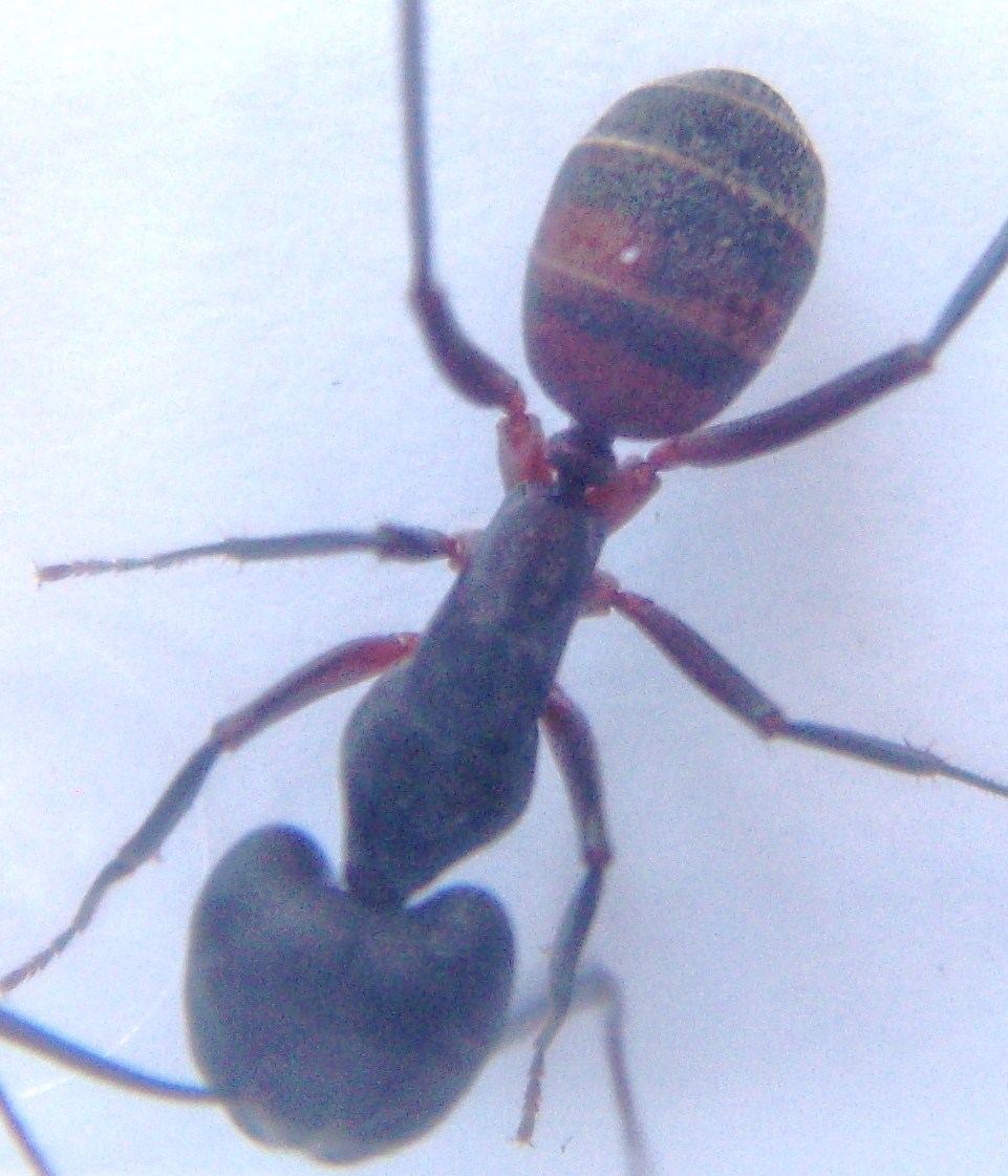Camponotus perfil