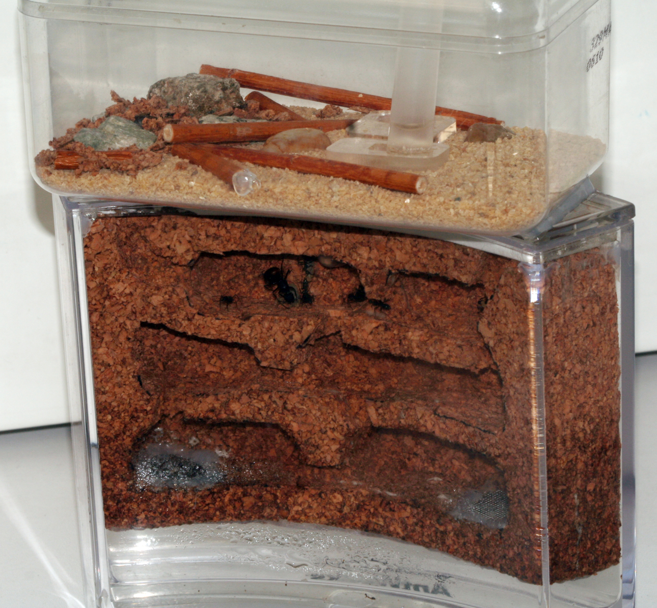 Camponotus Cruentatus