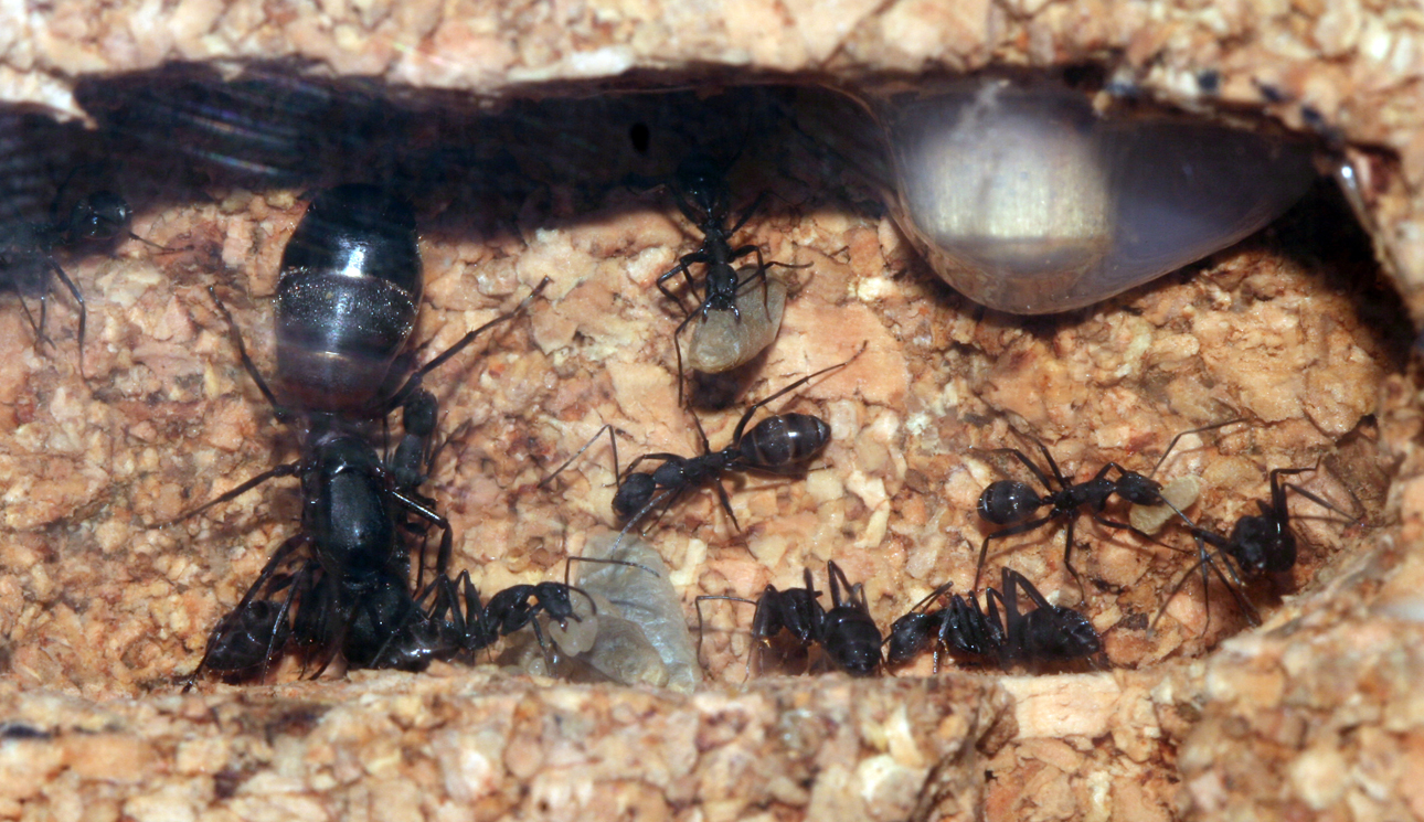 Camponotus Cruentatus